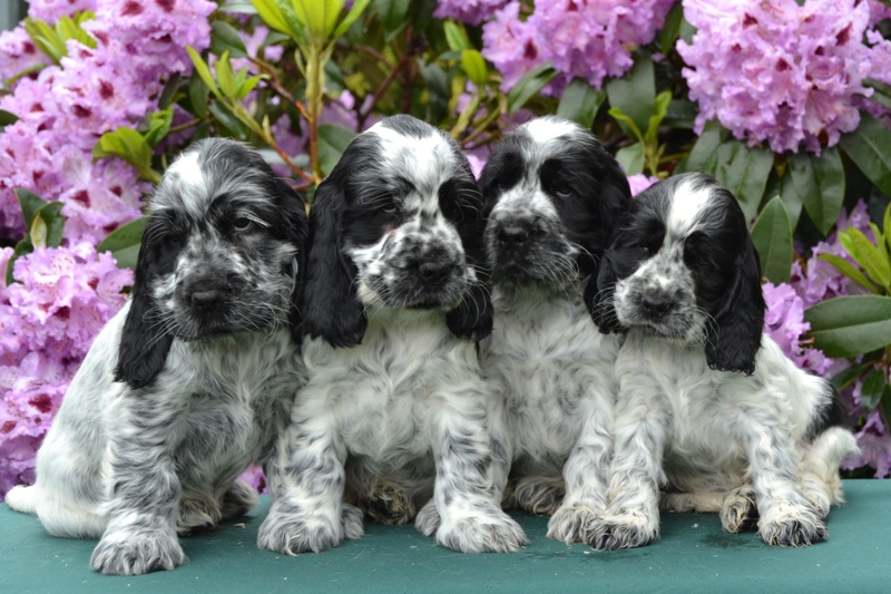 22-Chris, Chiko, Charlie, Chessy.JPG